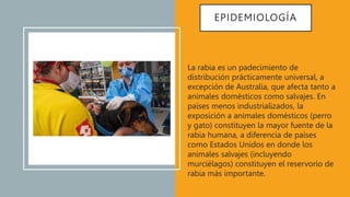 EPIDEMIOLOGÍA
La rabia es un padecimiento de
distribución prácticamente universal, a
excepción de Australia, que afecta tanto a
animales domésticos como salvajes. En
países menos industrializados, la
exposición a animales domésticos (perro
y gato) constituyen la mayor fuente de la
rabia humana, a diferencia de países
como Estados Unidos en donde los
animales salvajes (incluyendo
murciélagos) constituyen el reservorio de
rabia más importante.
 