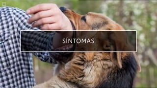 SÍNTOMAS
 