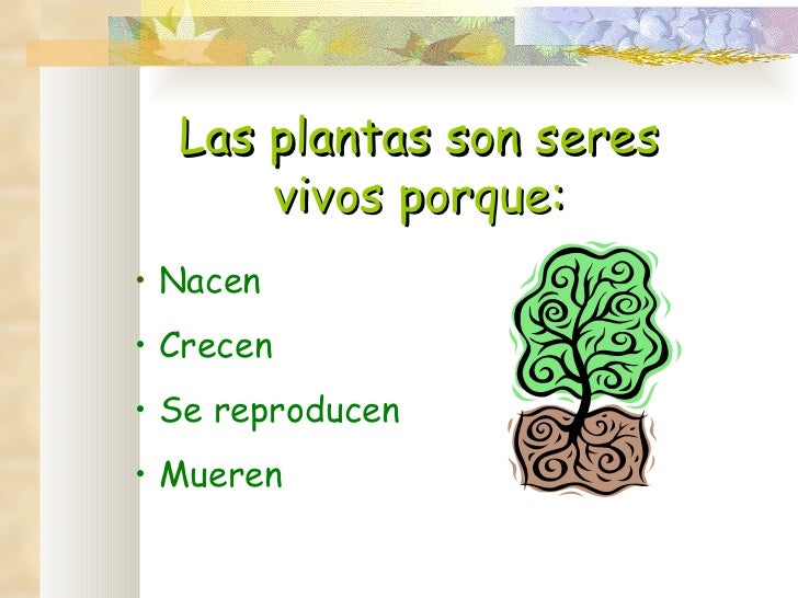 Las plantas