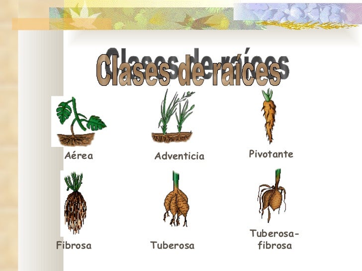 LAS PLANTAS