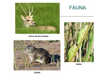FAUNA COIPO RANA Ciervo de las Pampas   