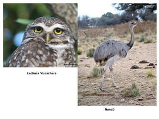 Lechuza Vizcachera Ñandú 