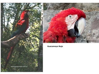 Guacamayo Rojo 