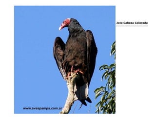 Jote Cabeza Colorada 