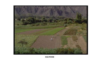 CULTIVOS 