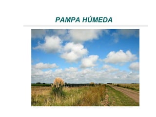 PAMPA HÚMEDA 