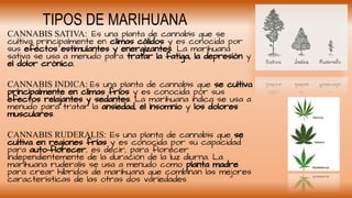  Marihuana.pptx.pdf