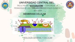 UNIVERSIDAD CENTRAL DEL
ECUADOR
FACULTAD DE FILOSOFIA LETRAS Y CIENCIAS DE LA
EDUCACION
PEDAGOGIA DE LAS CIENCIAS EXPERIMENTALES QUIMICA Y
BIOLOGIA
MEMBRANA CELULAR
BIOLOGÍA GENERAL Y CELULAR
 