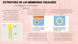 Extructura de las membranas celulares
Corresponde a una bicapa
lipídica
Son fosfolípidos de diferente
clase y colesterol y...