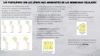 Los fosfolípidos son los lípidos mas abundantes en las membranas celulares
-El fosfolípido que mas abundan en las
membrana...