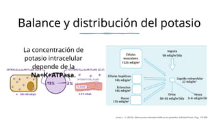 Metabolismo y alteraciones del potasio 2024 | PPTX