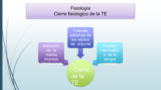 Cierre
de la
TE
Adhesión
de la
manta
mucosa
intraluminal
Fuerzas
elásticas de
los tejidos
de soporte Presión
hidrostátic
a de la
sangre
venosa
Fisiología
Cierre fisiologico de la TE
 