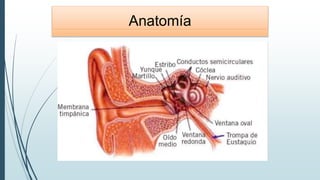 Anatomía
 