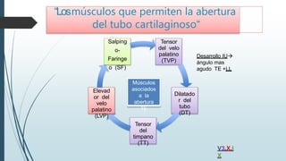 Tensor
del velo
palatino
(TVP)
Dilatado
r del
tubo
(DT)
Tensor
del
timpano
(TT)
Elevad
or del
velo
palatino
(LVP)
Salping
o-
Faringe
o (SF)
Músculos
asociados
a la
abertura
TE
V3,X,I
X
Desarrollo IU
ángulo mas
agudo TE +LL
“Losmúsculos que permiten la abertura
del tubo cartilaginoso“
 