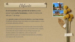 Elefante
Es el mamífero más grande de la tierra puede
pesar hasta ocho toneladas y mide 3 metros de
alto por 7 de largo.
Con grandes orejas en forma de abanico y una larga trompa.
El elefante africano tiene tres dedos en la pata trasera y cinco
en la parte delantera del pie.
Las manadas de elefantes son matriarcales. Están formadas
por hembras emparentadas y sus crías de diferentes edades.
La hembra de mayor edad es la que dirige al grupo. Los
machos adultos son solitarios, salvo en época de
apareamiento, pero no se alejan demasiado de su familia y
son capaces de reconocerla.
3
 