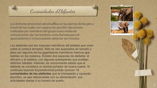 Curiosidades d’Elefantes
5
Los elefantes presentan almohadillas en las plantas de los pies a
través de las cuales son capaces de percibir vibraciones
realizadas por miembros del grupo como medio de
comunicación, por las hembras como llamada para el
apareamiento e incluso pueden detectar terremotos.
Los elefantes son los mayores mamíferos del planeta que viven
sobre la corteza terrestre. Sólo se ven superados en tamaño y
peso por algunos de los gigantescos mamíferos marinos que
habitan en los océanos. Existen dos especies de elefante: el
africano y el asiático, con algunas subespecies que pueblan
distintos hábitats. Además, es comúnmente sabido que el
elefante se considera un animal portador de buena suerte. Si
continúas leyendo ExpertoAnimal podrás conocer 18
curiosidades de los elefantes que te interesarán y causarán
asombro, ya sea relacionadas con su alimentación, sus
actividades diarias o su horario de sueño.
 