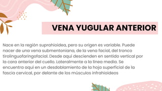 VENA YUGULAR ANTERIOR
Nace en la región suprahioidea, pero su origen es variable. Puede
nacer de una vena submentoniana, de la vena facial, del tronco
tirolinguofaringofacial. Desde aquí descienden en sentido vertical por
la cara anterior del cuello. Lateralmente a la línea media. Se
encuentra aquí en un desdoblamiento de la hoja superficial de la
fascia cervical, por delante de los músculos infrahioideos
 