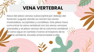 VENA VERTEBRAL
Nace del plexo venoso suboccipital por debajo del
foramen yugular donde se reúnen las venas
mastoideas, occipitales y condíleas. Este plexo hace
comunicar la vena vertebral con los senos venosos
craneales y el plexo venoso de la columna vertebral.
La vena sigue en sentido inverso al trayecto de la
arteria vertebral, situada anteromedial a ella.
 