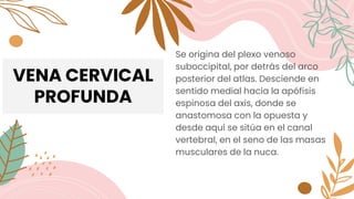 VENA CERVICAL
PROFUNDA
Se origina del plexo venoso
suboccipital, por detrás del arco
posterior del atlas. Desciende en
sentido medial hacia la apófisis
espinosa del axis, donde se
anastomosa con la opuesta y
desde aquí se sitúa en el canal
vertebral, en el seno de las masas
musculares de la nuca.
 