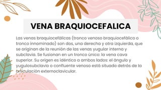 VENA BRAQUIOCEFALICA
Las venas braquiocefálicas (tronco venoso braquiocefálico o
tronco innominado) son dos, una derecha y otra izquierda, que
se originan de la reunión de las venas yugular interna y
subclavia. Se fusionan en un tronco único: la vena cava
superior. Su origen es idéntico a ambos lados: el ángulo y
yugulosubclavio o confluente venoso está situado detrás de la
articulación externoclavicular.
 