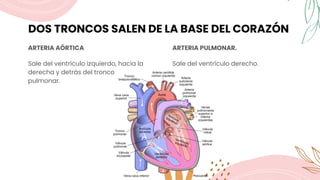 DOS TRONCOS SALEN DE LA BASE DEL CORAZÓN
ARTERIA AÓRTICA
Sale del ventrículo izquierdo, hacia la
derecha y detrás del tronco
pulmonar.
ARTERIA PULMONAR.
Sale del ventrículo derecho.
 