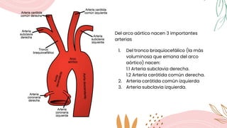 Del arco aórtico nacen 3 importantes
arterias
1. Del tronco braquiocefálico (la más
voluminosa que emana del arco
aórtico) nacen:
1.1 Arteria subclavia derecha.
1.2 Arteria carótida común derecha.
2. Arteria carótida común izquierda
3. Arteria subclavia izquierda.
 
