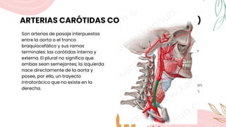 ARTERIAS CARÓTIDAS COMUNES (PRIMITIVAS)
Son arterias de pasaje interpuestas
entre la aorta o el tronco
braquiocefálico y sus ramas
terminales: las carótidas interna y
externa. El plural no significa que
ambas sean semejantes; la izquierda
nace directamente de la aorta y
posee, por ello, un trayecto
intratorácico que no existe en la
derecha.
CARÓTIDA COMÚN IZQUIERDA
La carótida común izquierda se
origina del arco aórtico a 5mm por
detrás y a la izquierda del tronco
braquiocefálico
CARÓTIDA COMÚN DERECHA
La carótida común derecha nace en
la base del cuello, de la bifurcación
del tronco braquiocefálico.
 
