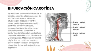 BIFURCACIÓN CAROTÍDEA
Se describen aquí la bifurcación de la
carotídea común y los segmentos de
las carótidas interna y externa
situados por debajo del vientre
posterior del digástrico. Esta región,
centrada en el hueso hiodes,
prolonga hacia arriba el trayecto
carotídeo, con su contenido; el
conjunto arterial carotídeo establece
aquí relaciones idénticas a la derecha
y a la izquierda. Más allá del músculo
digástrico, las carótidas interna y
externa están situadas en regiones
diferentes, donde se las describe por
separado.
 