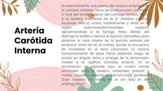 Arteria
Carótida
Interna
Es esencialmente una arteria del cerebro anterior y de
la cavidad orbitaria. Nace de la bifurcación carótidea
a nivel del borde superior del cartílago tiroides, frente
a la apófisis transversa de la 4° vértebra cervical.
Asciende oblicua arriba, medialmente y atrás en la
región esternocleidomastoidea superior,
aproximándose a la faringe. Pasa detrás del
diafragma estileo y recorre el espacio retroetileo, para
alcanzar la cara inferior de la porción petrosa del
temporal. Entra así en el cráneo, donde se encuentra
de inmediato en el seno cavernoso. Lo recorre
horizontalmente de atrás hacia adelante, luego se
acoda en ángulo recto y emerge de la duramadre,
medial a la apófisis clinoides anterior. En su
terminación se expande aquí en cuatro ramas
terminales para el cerebro: cerebrales anterior y
media, coroidea anterior y comunicante posterior.
(Este trayecto es visible en el ser vivo en las
arteriografías)
 