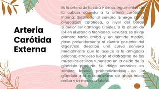 Arteria
Carótida
Externa
Es la arteria de la cara y de los tegumentos de
la cabeza opuesta a la arteria carótidea
interna, destinada al cerebro. Emerge de la
bifurcación carotídea, a nivel del borde
superior del cartílago tiroides, a la altura de
C4 en el espacio tirohiodeo. Flexuosa, se dirige
primero hacia arriba y en sentido medial,
pasa profundamente al vientre posterior del
digástrico, describe una curva convexa
medialmente que la acerca a la amígdala
palatina, atraviesa luego el diafragma de los
músculos estíleos y penetra en la celda de la
glándula parótida. Se dirige entonces en
sentido lateral, profundizándose en la
glándula a la que atraviesa de abajo hacia
arriba y de medial a lateral.
 