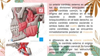 La arteria carótida externa es una de
las dos divisiones principales de la
arteria carótida común, la cual se
origina del arco aórtico en el lado
izquierdo y desde el tronco
braquiocefálico en el lado derecho. La
arteria carótida externa asciende a
ambos lados del cuello dentro de la
vaina carotídea, que se encuentra
inmediatamente posterior al músculo
esternocleidomastoideo.
A diferencia de la arteria carótida
interna, la carótida externa sí origina
ramas en la región cervical. Su función
principal es irrigar las estructuras
externas de la cabeza y cara.
 