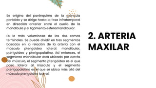 2. ARTERIA
MAXILAR
Se origina del parénquima de la glándula
parótida y se dirige hasta la fosa infratemporal
en dirección anterior entre el cuello de la
mandíbula y el ligamento esfenomandibular.
Es la más voluminosa de las dos ramas
terminales. Se puede dividir en tres segmentos
basados en la relación de la arteria con el
músculo pterigoideo lateral: mandibular,
pterigoideo y pterigopalatino. Así entonces, el
segmento mandibular está ubicado por detrás
del músculo, el segmento pterigoideo es el que
pasa lateral al músculo y el segmento
pterigopalatino es el que se ubica más allá del
músculo pterigoideo lateral.
 