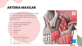 ARTERIA MAXILAR
La arteria maxilar tiene 13 ramas las cuales
suministran sangre a la mayoría de las
estructuras faciales. Entre otras, las más
relevantes son:
● conducto auditivo externo
● membrana timpánica
● duramadre
● cráneo
● mandíbula
● encías
● dientes
● músculo temporal
● músculos pterigoideos
● músculo masetero
● músculo buccinador
● parte de la cavidad nasal
 