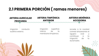 2.1 PRIMERA PORCIÓN ( ramas menores)
ARTERIA AURICULAR
PROFUNDA
irrigación conducto
auditivo externo.
ARTERIA TIMPÁNICA
ANTERIOR
Irrigación: superficie
interna de la
membrana timpánica.
ARTERIA MENÍNGEA
ACCESORIA
accede a la cavidad
craneal atravesando el
agujero oval y
contribuye a la
irrigación de la
duramadre.
 