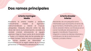 Dos ramas principales
Arteria meníngea
Media
Abandona la arteria maxilar y asciende
verticalmente medial al ligamento
esfenomandibular y lateral al músculo
pterigoideo. Después, discurre entre las dos
raíces del nervio auriculotemporal y accede a la
cavidad craneal atravesando el agujero
espinoso. Irriga la mayor parte de la duramadre,
el hueso y la médula ósea de las paredes de la
cavidad craneal. Tanto el tronco principal como
sus ramas pueden ser lesionados en
traumatismos en la región lateral de la cabeza
generando un hematoma extradural (epidural).
Arteria alveolar
inferior
desciende, da una pequeña rama
milohioidea que acompaña al nervio de
igual nombre y finalmente, junto con el
nervio alveolar inferior, se introduce en el
canal mandibular atravesando el
agujero mandibular. Proporciona
irrigación a todos los dientes inferiores y
contribuye a la de la encía bucal, el
mentón y el labio inferior.
 