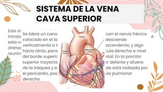 SISTEMA DE LA VENA
CAVA SUPERIOR
Este sistema está definido por su vena terminal, la vena cava superior,
intratorácica, que termina en la parte superior de la aurícula derecha. A
esta vena confluyen las venas de la cabeza y del miembro superior,
drenadas de cada lado por las venas braquiocefálicas, las que al
reunirse constituyen la vena cava superior
Se labra un canal en el pulmón derecho, con el nervio frénico
colocado en el lado derecho de la vena; desciende
verticalmente a la derecha de la aorta descendente, y algo
hacia atrás, para desembocar en la aurícula derecha a nivel
del borde superior del tercer cartílago costal. En la porción
superior trayecto, la vena está situada por delante y afuera
de la tráquea y el vago; hacia abajo, donde está rodeada por
el pericardio, pasa por delante del pediculo pulmonar
derecho.
 
