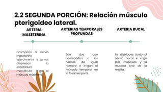 2.2 SEGUNDA PORCIÓN: Relación músculo
pterigoideo lateral.
ARTERIA
MASETERINA
acompaña al nervio
maseterino
lateralmente y juntos
atraviesan la
escotadura
mandibular. Irriga al
músculo masetero.
ARTERIAS TEMPORALES
PROFUNDAS
Son dos que
acompañan a los
nervios de igual
nombre e irrigan al
músculo temporal en
la fosa temporal.
ARTERIA BUCAL
Se distribuye junto al
nervio bucal e irriga
piel, músculos y la
mucosa oral de la
mejilla.
 