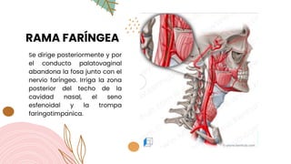 RAMA FARÍNGEA
Se dirige posteriormente y por
el conducto palatovaginal
abandona la fosa junto con el
nervio faríngeo. Irriga la zona
posterior del techo de la
cavidad nasal, el seno
esfenoidal y la trompa
faringotimpánica.
 