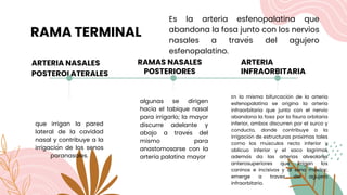 RAMA TERMINAL
ARTERIA NASALES
POSTEROLATERALES
que irrigan la pared
lateral de la cavidad
nasal y contribuye a la
irrigación de los senos
paranasales.
RAMAS NASALES
POSTERIORES
algunas se dirigen
hacia el tabique nasal
para irrigarlo; la mayor
discurre adelante y
abajo a través del
mismo para
anastomosarse con la
arteria palatina mayor
ARTERIA
INFRAORBITARIA
En la misma bifurcación de la arteria
esfenopalatina se origina la arteria
infraorbitaria que junto con el nervio
abandona la fosa por la fisura orbitaria
inferior, ambos discurren por el surco y
conducto, donde contribuye a la
irrigación de estructuras próximas tales
como los músculos recto inferior y
oblicuo inferior y el saco lagrimal,
además da las arterias alveolares
anterosuperiores que irrigan los
caninos e incisivos y al seno maxilar;
emerge a través del agujero
infraorbitario.
Es la arteria esfenopalatina que
abandona la fosa junto con los nervios
nasales a través del agujero
esfenopalatino.
 