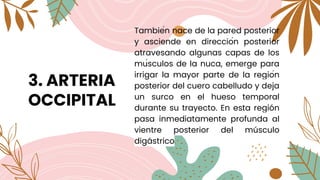 3. ARTERIA
OCCIPITAL
También nace de la pared posterior
y asciende en dirección posterior
atravesando algunas capas de los
músculos de la nuca, emerge para
irrigar la mayor parte de la región
posterior del cuero cabelludo y deja
un surco en el hueso temporal
durante su trayecto. En esta región
pasa inmediatamente profunda al
vientre posterior del músculo
digástrico
 