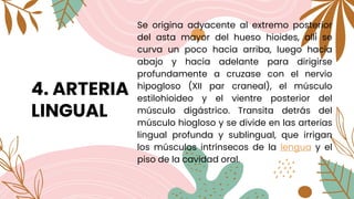 4. ARTERIA
LINGUAL
Se origina adyacente al extremo posterior
del asta mayor del hueso hioides, allí se
curva un poco hacia arriba, luego hacia
abajo y hacia adelante para dirigirse
profundamente a cruzase con el nervio
hipogloso (XII par craneal), el músculo
estilohioideo y el vientre posterior del
músculo digástrico. Transita detrás del
músculo hiogloso y se divide en las arterias
lingual profunda y sublingual, que irrigan
los músculos intrínsecos de la lengua y el
piso de la cavidad oral.
 