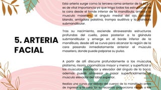 5. ARTERIA
FACIAL
Esta arteria surge como la tercera rama anterior de la ACE y
es de vital importancia ya que irriga todas las estructuras de
la cara desde el borde inferior de la mandíbula, anterior al
musculo masetero, al ángulo medial del ojo, paladar
blando, amígdala palatina, trompa auditiva y la glándula
submandibular.
Tras su nacimiento, asciende atravesando estructuras
profundas del cuello, pasa posterior a la glándula
submandibular y emerge en el borde inferior de la
mandíbula, desde allí se curva para alcanzar la región de la
cara pasando inmediatamente anterior al músculo
masetero, donde puede palparse su pulso.
A partir de allí discurre profundamente a los músculos
platisma, risorio, cigomáticos mayor y menor; y superficial a
los músculos bucinador y elevador del ángulo de la boca;
además puede atravesar o pasar superficialmente al
músculo elevador del labio superior.
Realiza una curva por debajo del cuerpo de la mandíbula antes
de ingresar a la cara. En su recorrido proporciona ramas a las
 