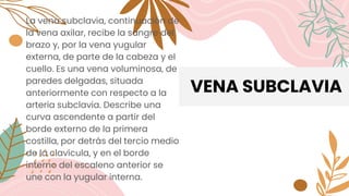 VENA SUBCLAVIA
La vena subclavia, continuación de
la vena axilar, recibe la sangre del
brazo y, por la vena yugular
externa, de parte de la cabeza y el
cuello. Es una vena voluminosa, de
paredes delgadas, situada
anteriormente con respecto a la
arteria subclavia. Describe una
curva ascendente a partir del
borde externo de la primera
costilla, por detrás del tercio medio
de la clavícula, y en el borde
interno del escaleno anterior se
une con la yugular interna.
 