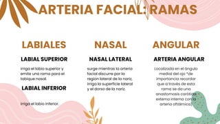 LABIALES
irriga el labio superior y
emite una rama para el
tabique nasal.
NASAL
surge mientras la arteria
facial discurre por la
región lateral de la nariz,
irriga la superficie lateral
y el dorso de la nariz.
ANGULAR
Localizada en el ángulo
medial del ojo *de
importancia recordar
que a través de esta
rama se da una
anastomosis carótida
externa interna con la
arteria oftálmica)
LABIAL SUPERIOR NASAL LATERAL ARTERIA ANGULAR
ARTERIA FACIAL: RAMAS
LABIAL INFERIOR
irriga el labio inferior.
 