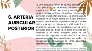 6. ARTERIA
AURICULAR
POSTERIOR
Es una pequeña rama de la ACE emerge de la
cara posterior de la arteria, inmediatamente
superior a la arteria occipital y se dirige hacia
atrás y arriba, anterior al vértice mastoideo y
posterior al pabellón auricular. La arteria aporta
irrigación a la mayor parte de la piel auricular
anterior, postauricular y periauricular por arriba,
detrás y abajo. La arteria se ramifica de forma
diversa: las ramas más constantes son la rama
auricular que se dirige a la cara posterior del
pabellón y la rama occipital para la piel
periauricular. Algunas ramas descritas no han
demostrado ser tan constantes, en orden de
frecuencia se encuentran la rama parotídea,
esternocleidomastoidea y occipital.
transita detrás del conducto auditivo externo y el proceso mastoides,
separando ambas estructuras. Irriga la musculatura adyacente, la glándula
 