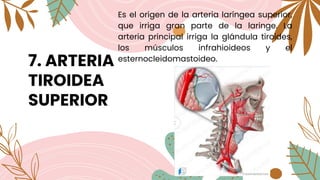 7. ARTERIA
TIROIDEA
SUPERIOR
Es el origen de la arteria laríngea superior,
que irriga gran parte de la laringe. La
arteria principal irriga la glándula tiroides,
los músculos infrahioideos y el
esternocleidomastoideo.
 