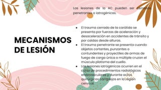 MECANISMOS
DE LESIÓN
Las lesiones de la AC pueden ser cerradas,
penetrantes o iatrogénicas.
● El trauma cerrado de la carótida se
presenta por fuerzas de aceleración y
desaceleración en accidentes de tránsito y
por caídas desde alturas.
● El trauma penetrante se presenta cuando
objetos cortantes, punzantes o
contundentes y proyectiles de armas de
fuego de carga única o múltiple cruzan el
músculo platisma del cuello.
● Las lesiones iatrogénicas ocurren en el
curso de procedimientos radiológicos
endovasculares y durante actos
quirúrgicos complejos en la región
cervical.
 