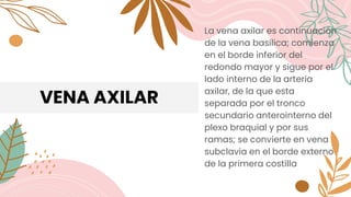 VENA AXILAR
La vena axilar es continuación
de la vena basílica; comienza
en el borde inferior del
redondo mayor y sigue por el
lado interno de la arteria
axilar, de la que esta
separada por el tronco
secundario anterointerno del
plexo braquial y por sus
ramas; se convierte en vena
subclavia en el borde externo
de la primera costilla
 
