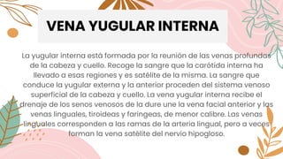 VENA YUGULAR INTERNA
La yugular interna está formada por la reunión de las venas profundas
de la cabeza y cuello. Recoge la sangre que la carótida interna ha
llevado a esas regiones y es satélite de la misma. La sangre que
conduce la yugular externa y la anterior proceden del sistema venoso
superficial de la cabeza y cuello. La vena yugular interna recibe el
drenaje de los senos venosos de la dure une la vena facial anterior y las
venas linguales, tiroideas y faringeas, de menor calibre. Las venas
linguales corresponden a las ramas de la arteria lingual, pero a veces
forman la vena satélite del nervio hipogloso.
 