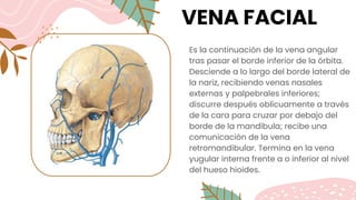 VENA FACIAL
Es la continuación de la vena angular
tras pasar el borde inferior de la órbita.
Desciende a lo largo del borde lateral de
la nariz, recibiendo venas nasales
externas y palpebrales inferiores;
discurre después oblicuamente a través
de la cara para cruzar por debajo del
borde de la mandíbula; recibe una
comunicación de la vena
retromandibular. Termina en la vena
yugular interna frente a o inferior al nivel
del hueso hioides.
 